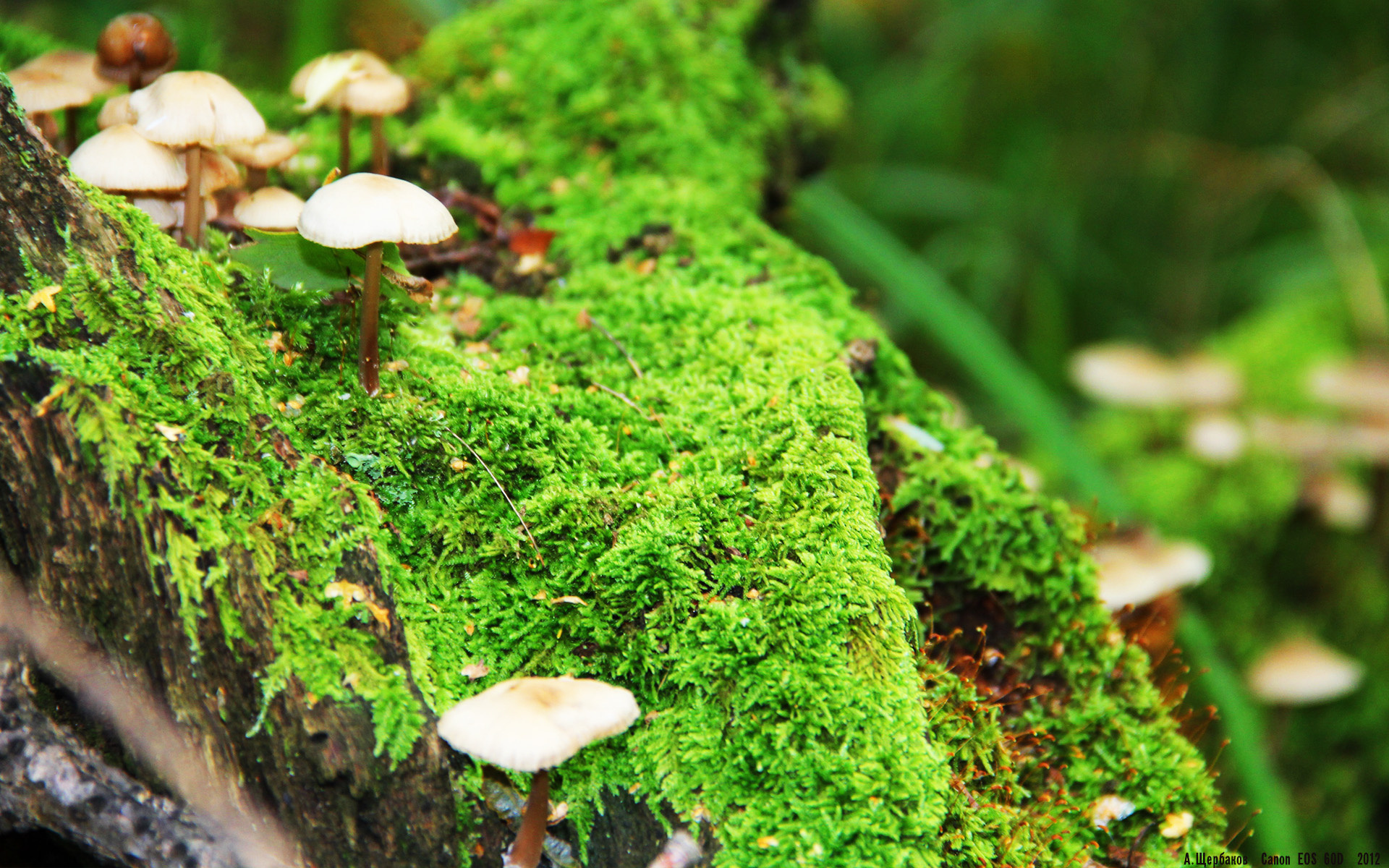 克洛普带领利物浦追求英超冠军，战术不断调整