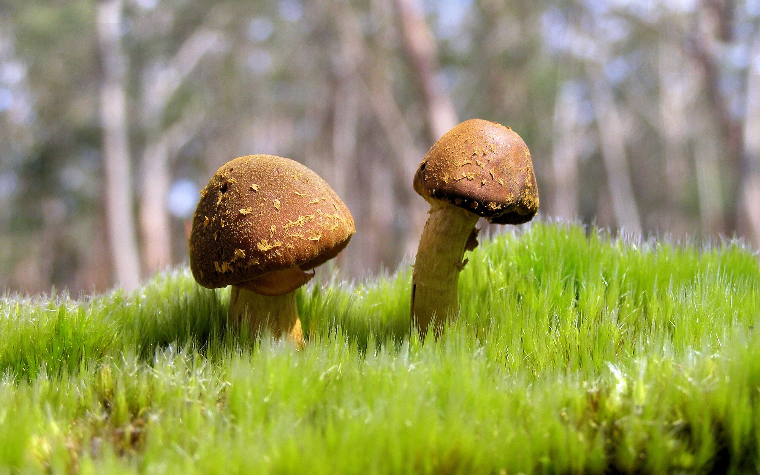 未来足球场馆实现全环节智能化管理，提升行业科技水平，足球场管理与服务方案