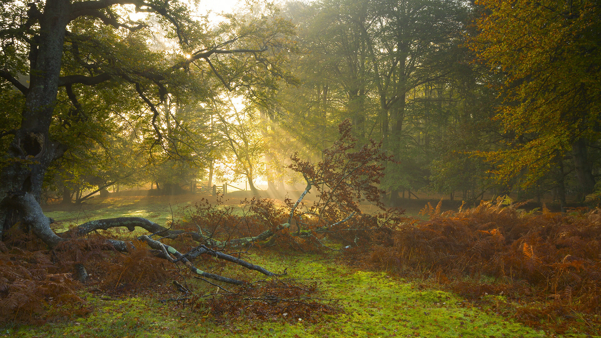 林丹签约品牌助力青少年羽球普及,林丹羽毛球什么级别