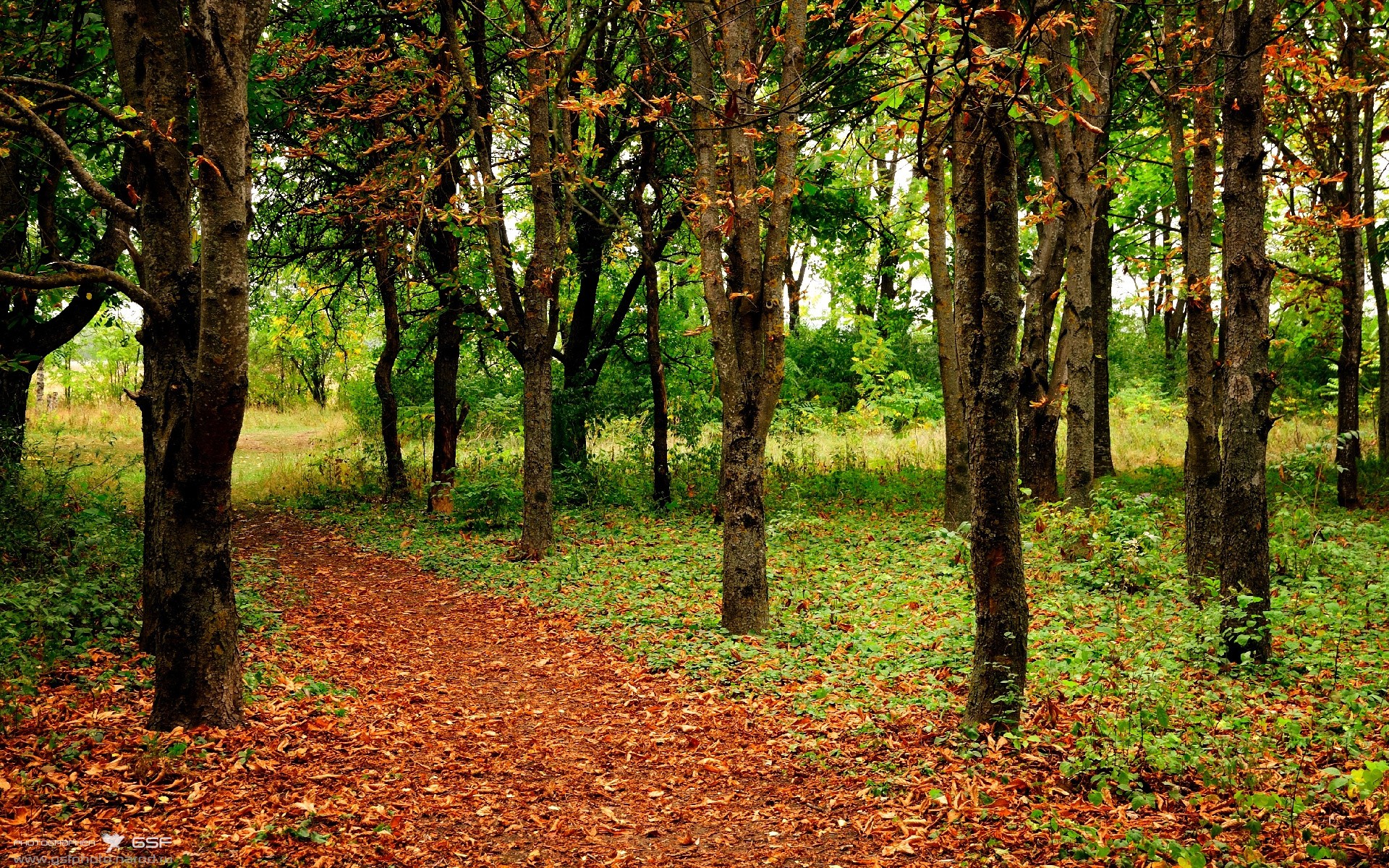 詹姆斯封盖对手引爆主场欢呼，詹姆斯封盖库里图片